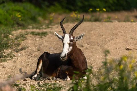 The blesbok or blesbuck Stock Photos