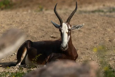The blesbok or blesbuck Stock Photos