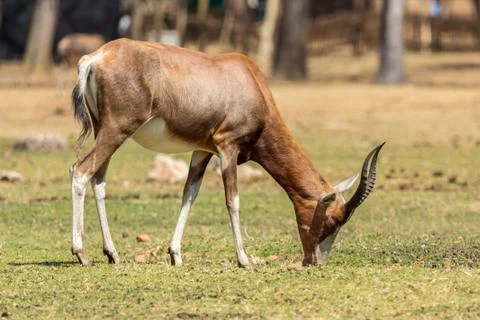 Blesbok Stock Photos