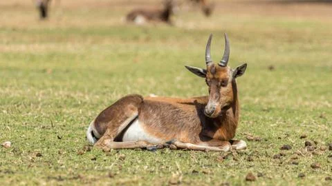 Blesbok Stock Photos