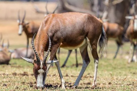 Blesbok Foto stock