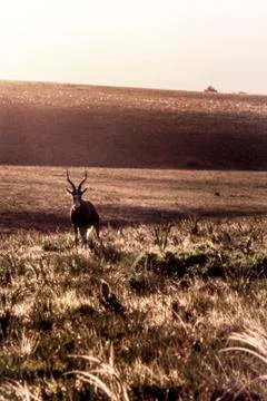 Blesbok Stock Photos