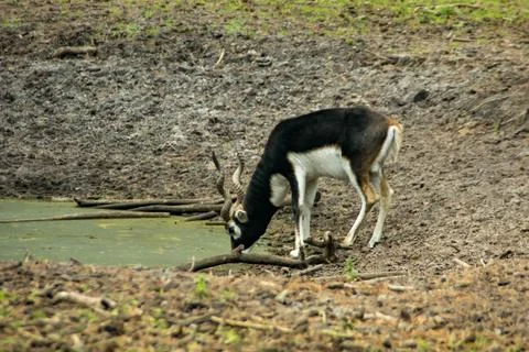 Blesbok Stock Photos