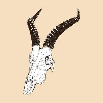 Blesbok skull head vector illustration Illustrazione stock