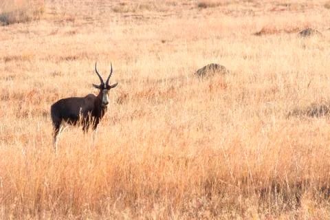 Blesbok staring in grass Stock Photos
