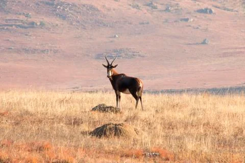 Blesbok staring in grass Stock Photos