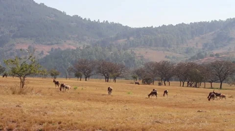 Blesbuck in the distance 2 Video stock 51735127