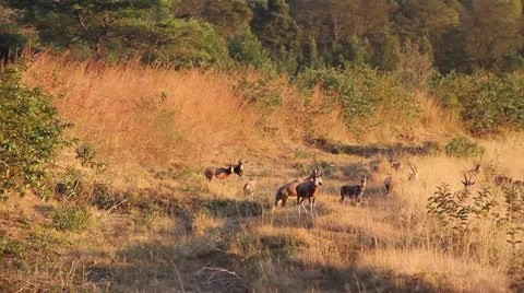 Blesbuck in the distance Stock Footage 51727821