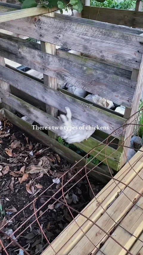 Bless Ole Silver - 27 Apr 2025 Stock Footage 308876232