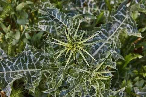 Blessed thistle bud in the field Stock Photos