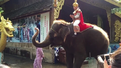 Blessing man on the  elephant's back Stock Footage 82118554