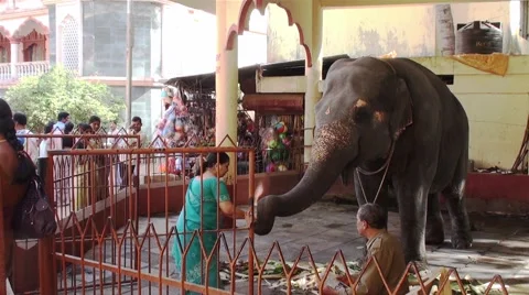 The blessings of the sacred elephant Stock Footage 42315909