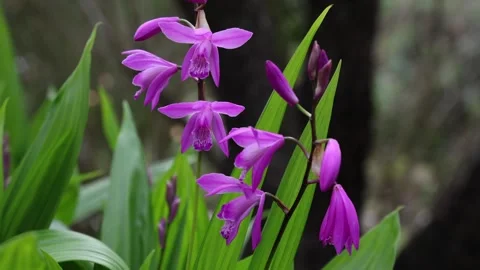 Bletilla striata Stock Footage 269740666