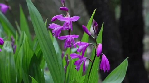 Bletilla striata Stock Footage 269740668