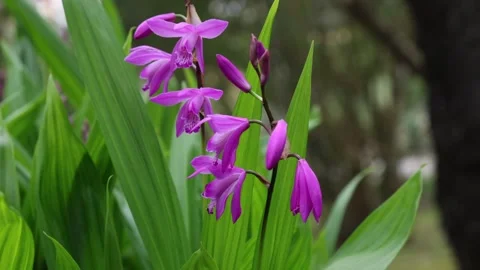 Bletilla striata Stock Footage 269740670