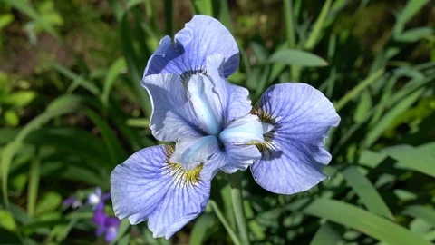 Bleu iris flower Stock Footage 111305283