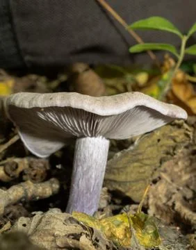 The Blewit mushroom from the side. Stock Photos