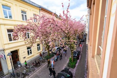   Blick aus Höhe der 1. Etage auf die Baumkronen der Kirschblüten und dem . Stock Photos