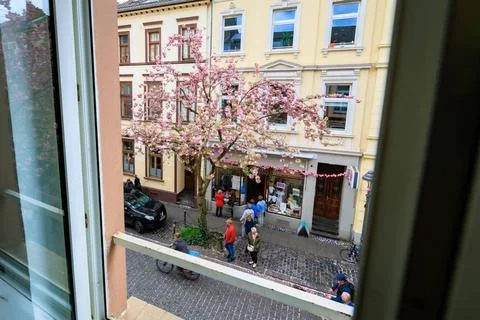   Blick aus Höhe der 1. Etage auf die Baumkronen der Kirschblüten und dem . Stock Photos