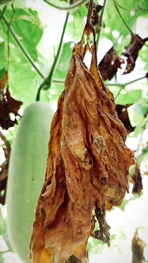 Bligo Vegetable Baligo Stock Footage 280822965