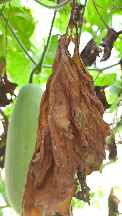 Bligo Vegetable Benincasa Hispida Stock Footage 280822961