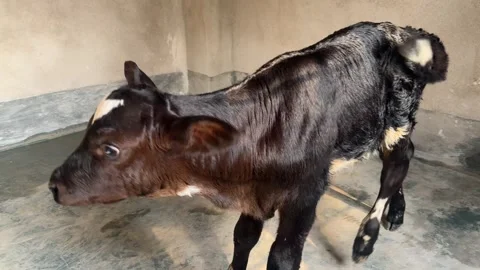 Blind Calf Standing Inside Rural Cattle Shelter in India Stock Footage 337306561