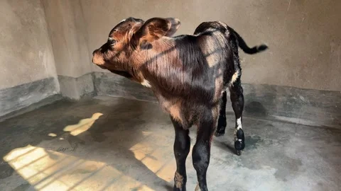 Blind Calf Standing Inside Rural Cattle Shelter in India Stock Footage 338040998
