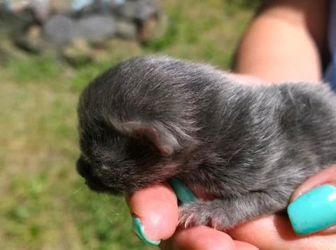 Blind Cat Cub Stock Photos