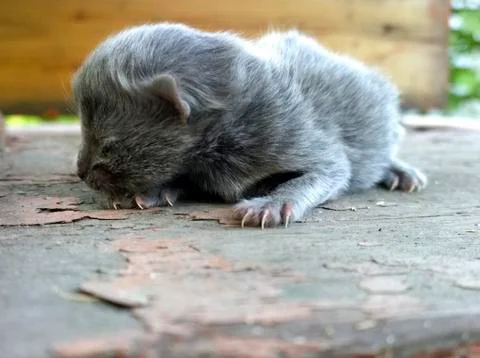 Blind Cat Cub Stock Photos