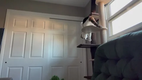 Blind Cat Maneuvers Down Climbing Post, West Carrollton, Ohio, USA - 13 Dec 2023 Vidéo 258617077