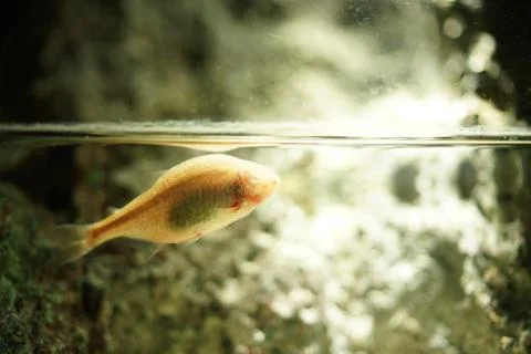 Blind Cave Fish floating and swimming to the light on the surface of the water. 스톡 사진