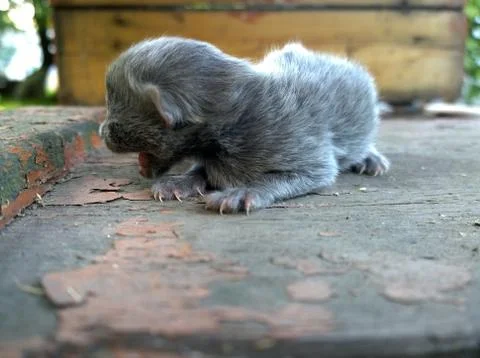 Blind defenseless kitten Stock Photos