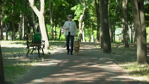 Blind elderly man walking with guide dog in park, good trained golden retriever Stock Footage 113542045