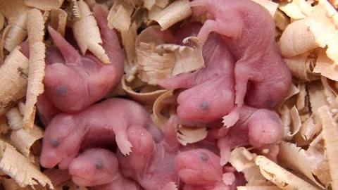Blind, furless mice in the nest. View from above. Macro. Pets. Vídeo Stock 244181591
