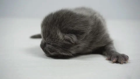 Blind gray kitten on a white coating. Stock Footage 131184076