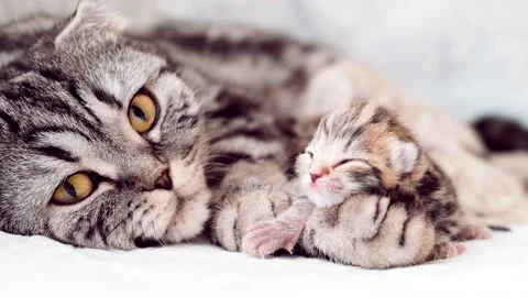 Blind kittens on the first day of life.	Mom cat next to kittens. Stock Footage 171135774