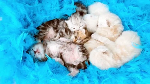 Blind kittens sleep in a heap among blue feathers. Kittens among the feathers. Stock Footage 171194148