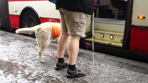 A blind man with a assistance dog, guide dog at a bus stop Stock Footage 157214865