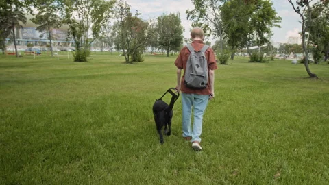 Blind Man with Cane Walking in Park with Black Labrador Retriever Stock Footage 288825898