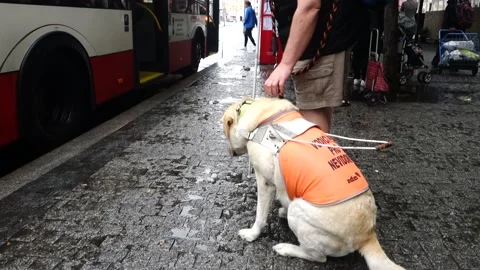A blind man with a guide dog waiting on a bus stop Stock Footage 157235029