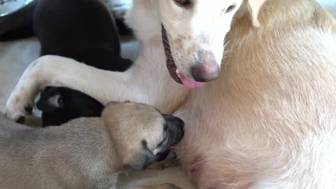 Blind multi-colored newborn puppies beagle eat breast milk. Stock Footage 145747268