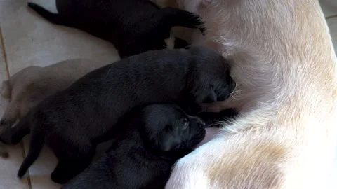 Blind multi-colored newborn puppies beagle eat breast milk. Stock Footage 145747277
