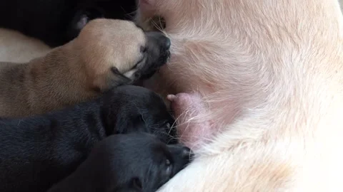 how do you know if a newborn puppy is blind