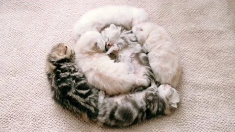 Blind newborn kittens sleep in a circle.	 Stock Footage 171221807