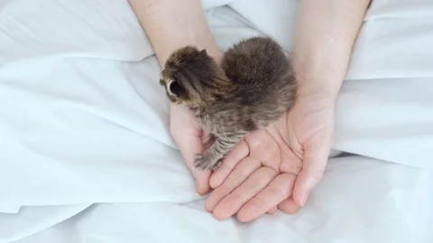 Blind newborn kitty crawling on womans hands. Stock Footage 95537618