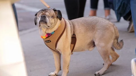 Blind Pug Stock Footage 100662209
