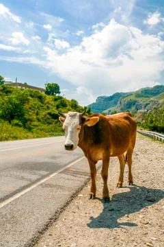 Blind red-haired cow with a white head on a road in the mountains in summer. Foto stock