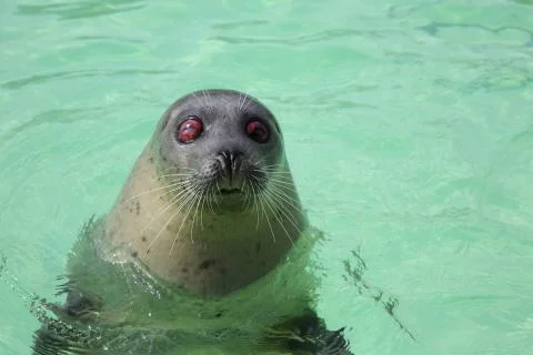 Blind seal - 01 Stock Photos