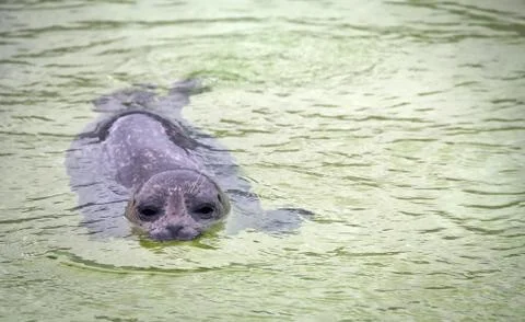 Blind seal in an aquarium Stock Photos