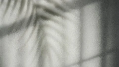 Blind Shadow and Branches on White Fabric Textured. Stock Footage 311492498